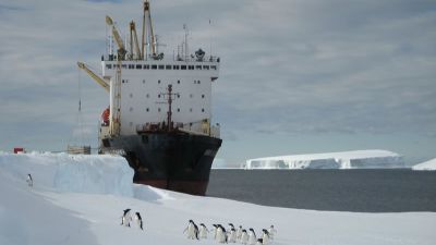 Ivan Papanin and Adelie Penguins - © International Polar Foundation