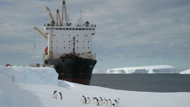 Ivan Papanin and Adelie Penguins - © International Polar Foundation