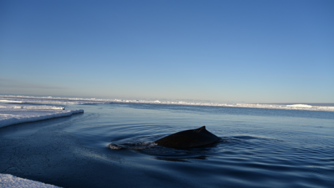 Whale - © IPF