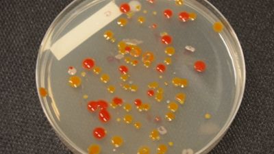 Bacterial isolates. The striking colours of are due to the protective pigments that shield the bacteria from strong radiation. - © A. Willems - UGent