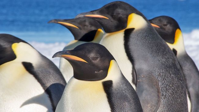 Close-up at Emperor penguins - © International Polar Foundation
