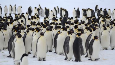 Images of the emperor penguin colony at the edge of the King Baudoin Ice Shelf - © International Polar Foundation / Jos Van Hemelrijck