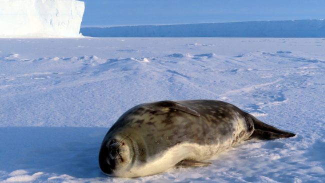 A Weddell seal rests on the sea ice. Weddell seals can swim and forage for food as deep as 600 metres for up to an hour. without having to comes up again for air. - © International Polar Foundation