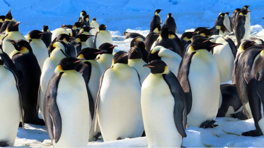 Encountering Wildlife at the Coast of Antarctica - Princess Elisabeth