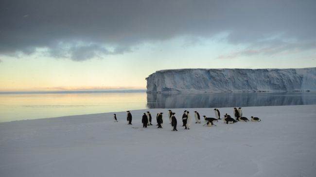 A small group of emperor penguins - © International Polar Foundation