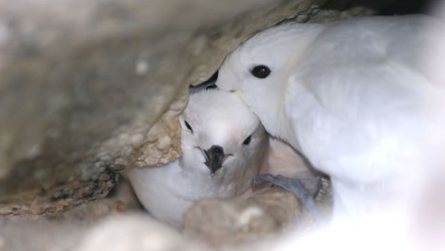 Antarctic Birds