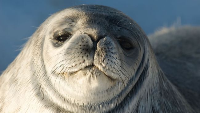 Seals at the Coast