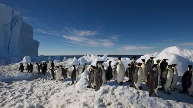 Penguin parade - © International Polar Foundation