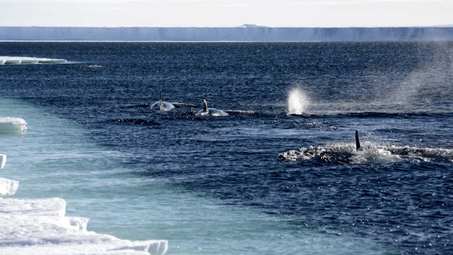 Killer Whales playing in Crown Bay