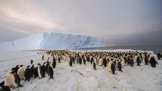 The newly-discovered 9,000-strong emperor penguin colony on Antarctica’s Princess Ragnhild Coast. - © International Polar Foundation/Alain Hubert