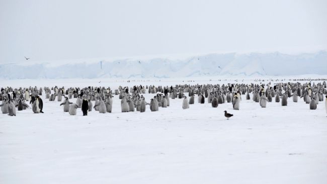 By the looks of it, the penguin colony seems to be doing better every year. - © Alain Hubert / International Polar Foundation