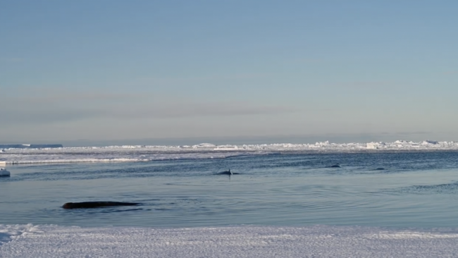 A pod of very rarely seen Arnoux’s beaked whales spotted off the coast of Antarctica