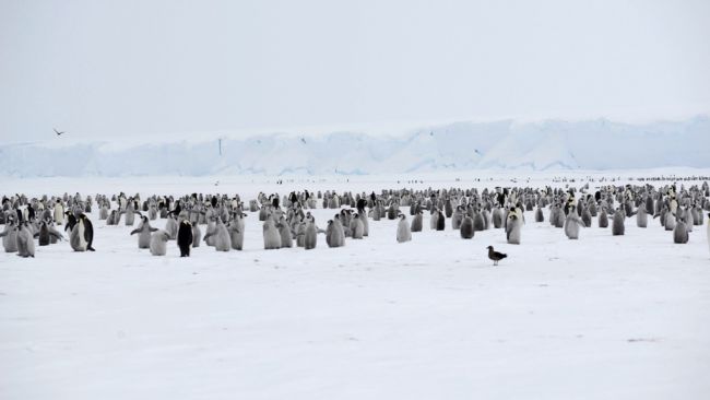 A lot of penguins and a massive leopard seal