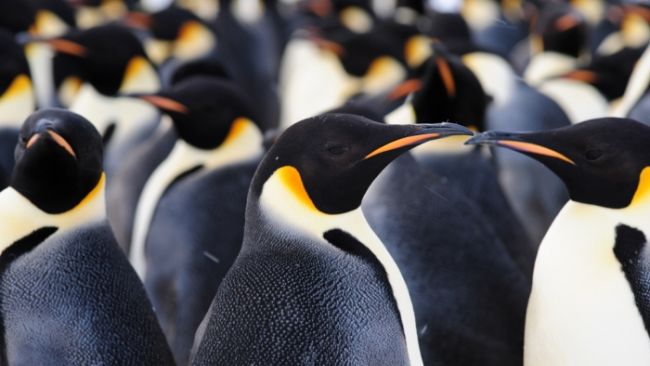 Emperor penguin colony discovered