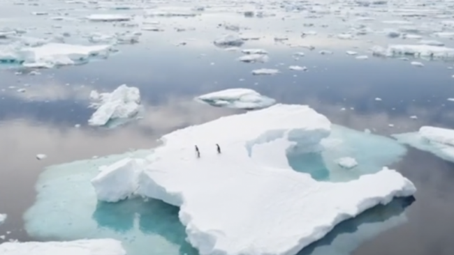 Penguins at the Princess Ragnhild Coast