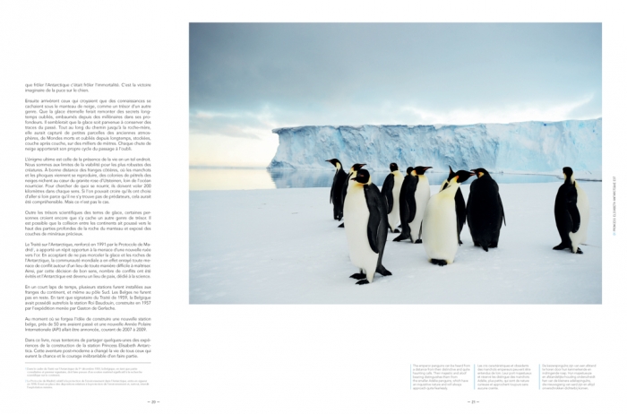 Emperor penguins, page 21 - International Polar Foundation