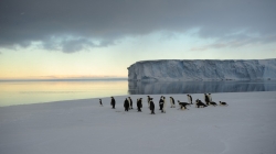 A small group of emperor penguins - International Polar Foundation