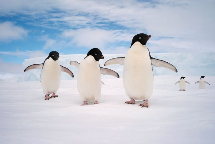Antarctic Birds