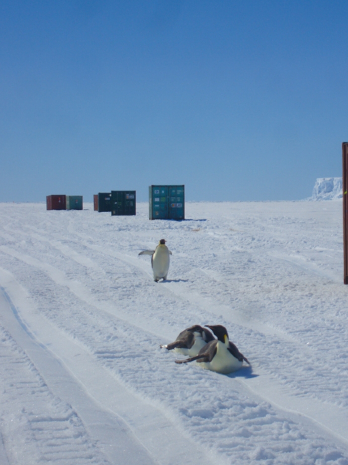 Emperor penguins sliding in the paths of the tractors and sleds.  - International Polar Foundation/Alain Hubert