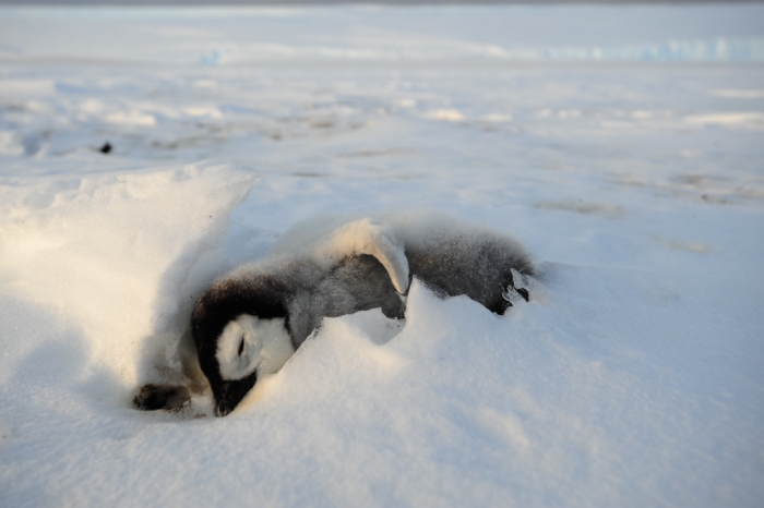 One that didn't make it. A dead penguin chick lies at in the snow. Only 19% of emperor penguin chicks survive their first year.  - International Polar Foundation/Alain Hubert
