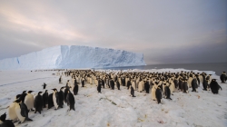 The newly-discovered 9,000-strong emperor penguin colony on Antarctica’s Princess Ragnhild Coast. - International Polar Foundation/Alain Hubert