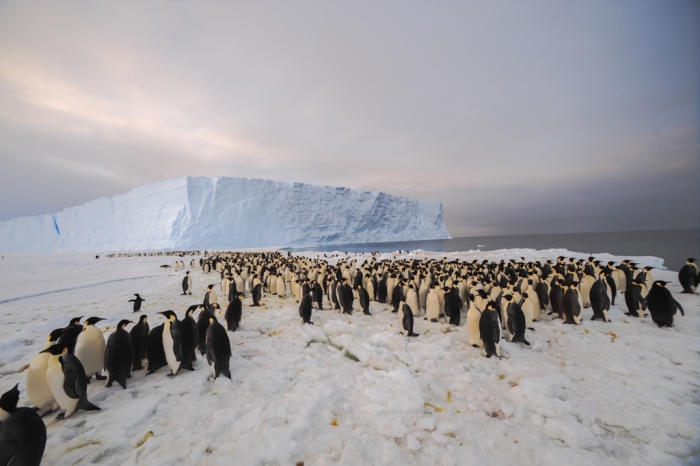 The newly-discovered 9,000-strong emperor penguin colony on Antarctica’s Princess Ragnhild Coast. - International Polar Foundation/Alain Hubert