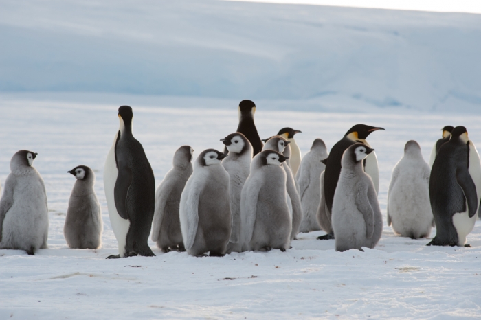 Adults and chicks at the newly-discovered 9,000-strong emperor penguin colony on Antarctica’s Princess Ragnhild Coast. - International Polar Foundation/Alain Hubert