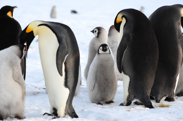 Emperor Penguins: Adults and chicks - International Polar Foundation/Alain Hubert