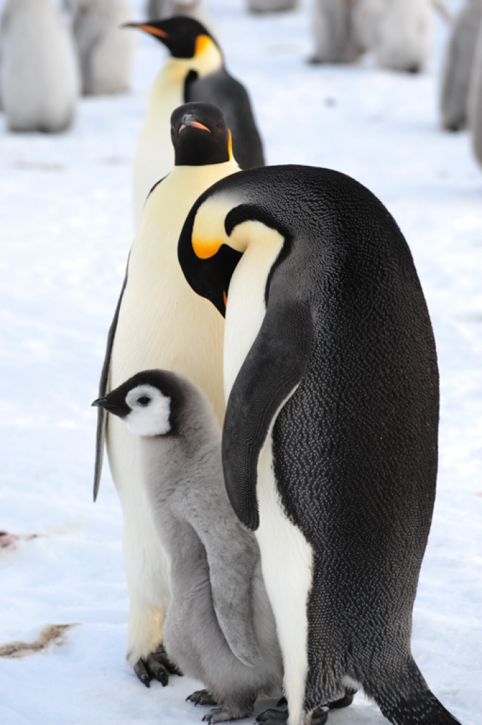 Emperor Penguins: Adults and chicks - International Polar Foundation/Alain Hubert