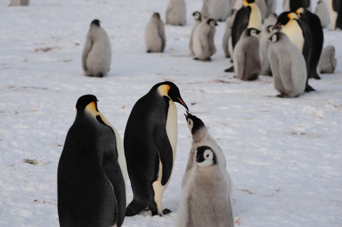 Emperor Penguins: Adults and chicks - International Polar Foundation/Alain Hubert