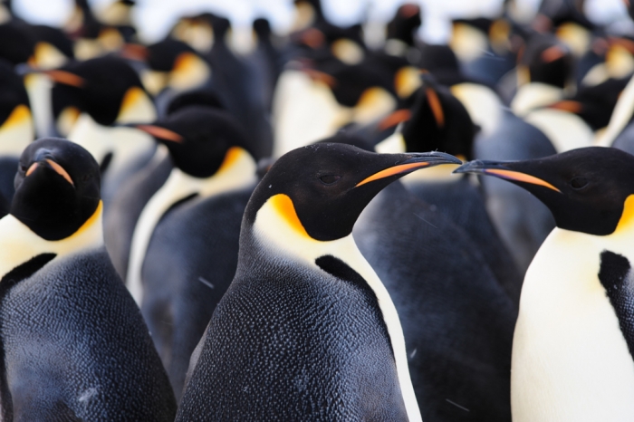 Some of the elegant occupants of the newly-discovered colony. - International Polar Foundation/Alain Hubert