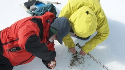 The BELDIVA team collecting samples from a cryoconite - International Polar Foundation
